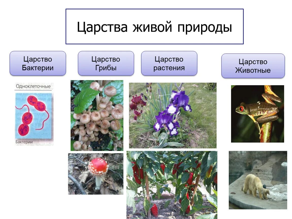 Основные царства живых организмов. Царства живой природы. Классификация Царств природы. Систематика Царств живой природы. Разнообразие живой природы.