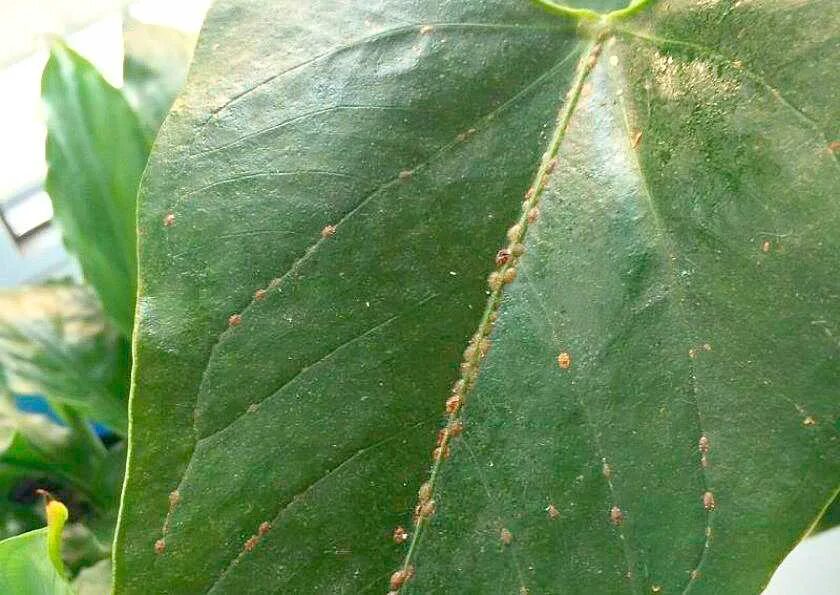 Антуриум фитофтороз. Трипсы на спатифиллум. Септориоз антуриума. Септориоз антуриум андре. Диффенбахия болезни фузариоз.