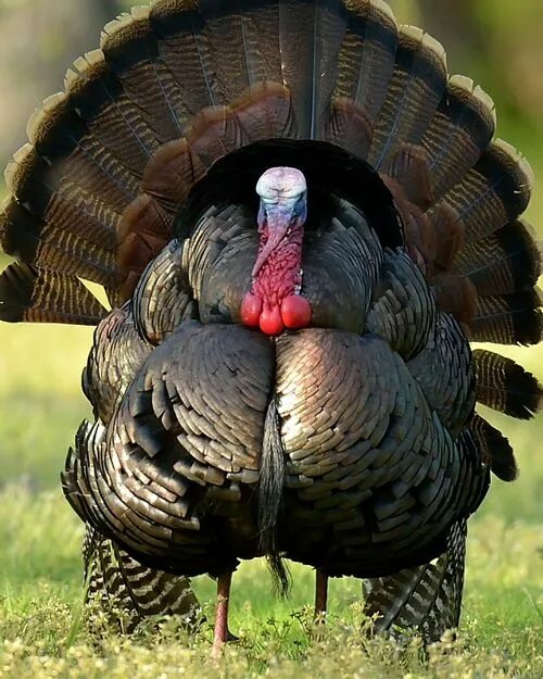 Pin på Thanksgiving & Harvest