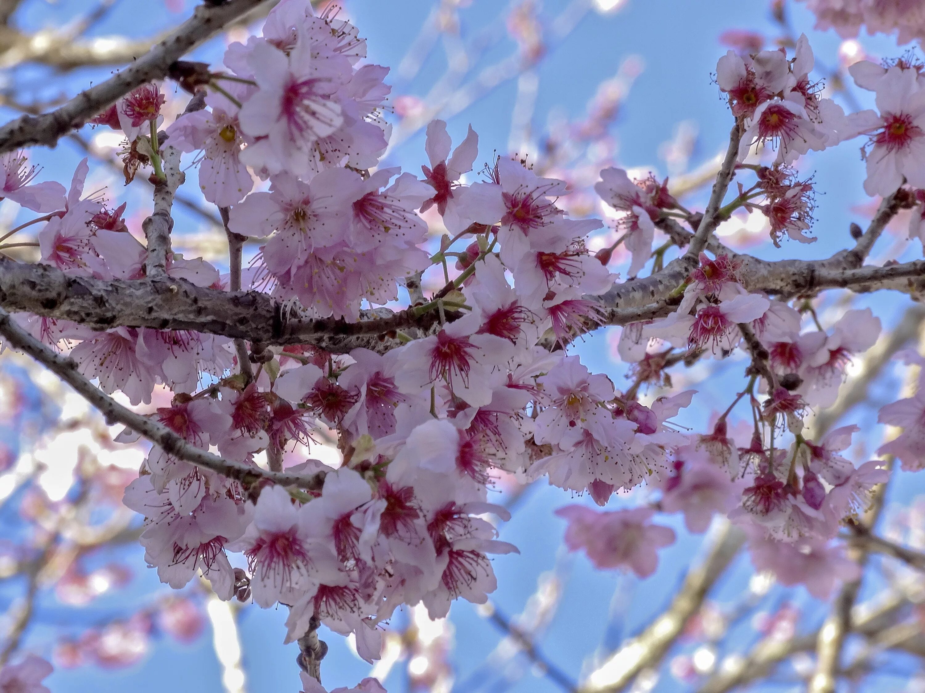 Картинки вишня цветет. Сакура черри блоссом дерево. Черешня Сакура. Сакура Ошидори плоды. Дикая вишня цветение.