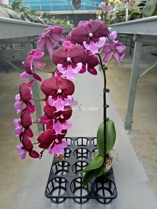 Pin by Viktoriya Nesterenko on  Orchid flower, Orchids, Orchid photo