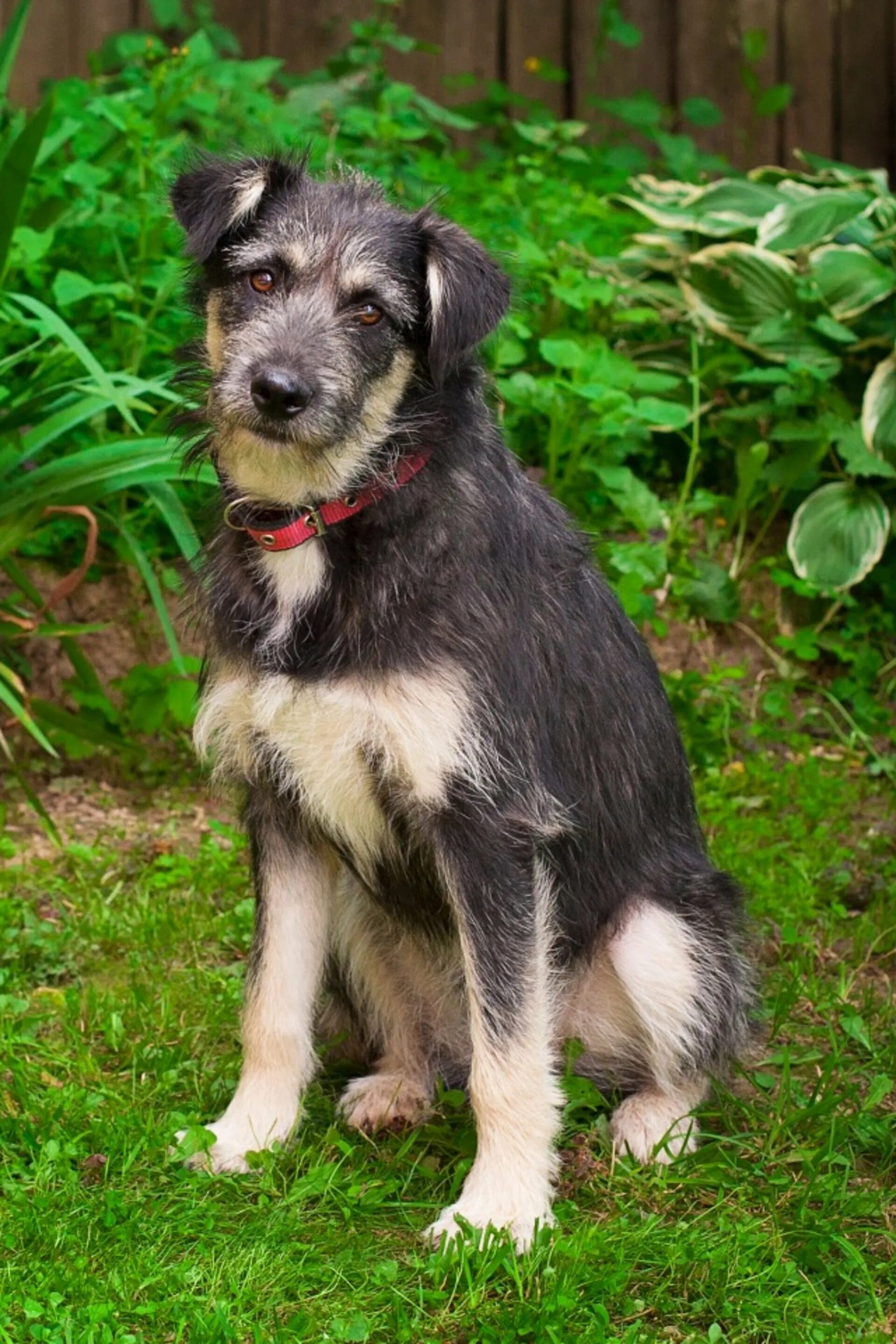Метисы гладкошёрстных терьеров. Метис терьера фото. Гуль терьер метис. Метис скотч терьера. Метис.