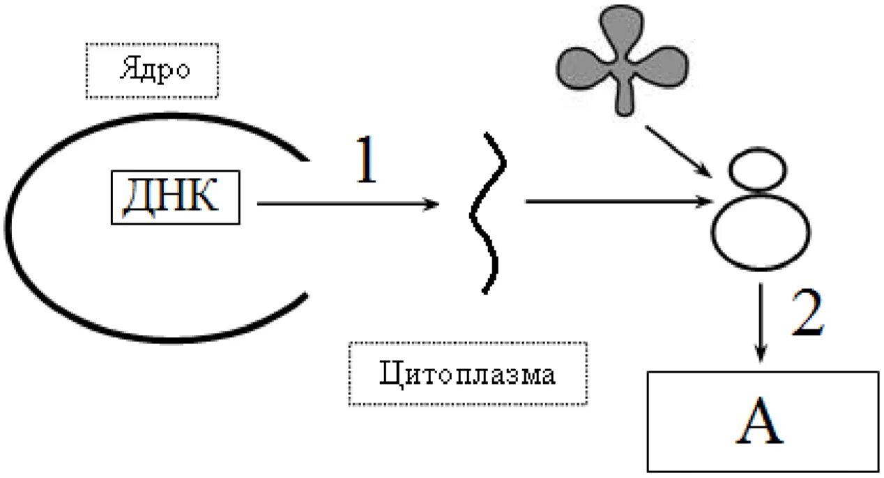 Https bio 5. Рисунок одинаковых мономеров и разных. Задание нарисовать цепочку одинаковых мономеров.