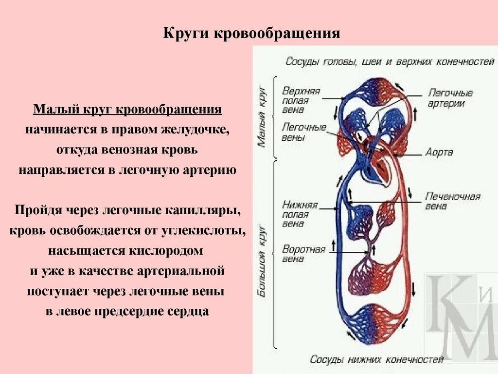 От легких по сосудам течет кровь насыщенная