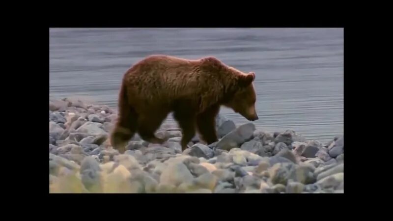 Пристань вечной тайги. Северный ветер группа. Пристань вечной тайги беломорканал. Пристань вечной тайги слушать. Пристань вечной тайги беломорканал.