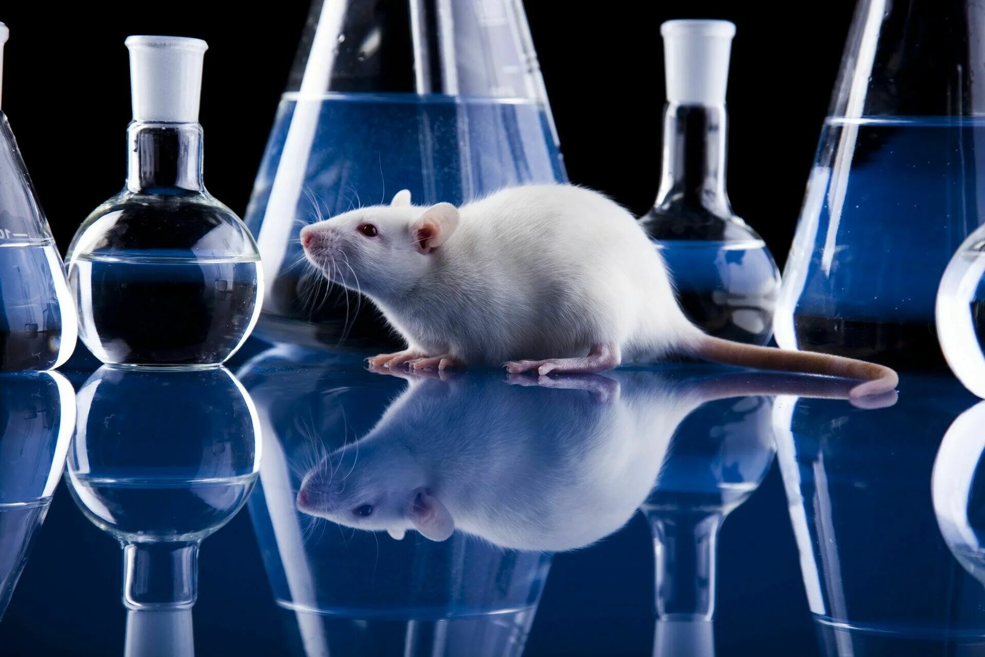 Лабораторная крыса. Эксперимент с мышами. Лабораторные мыши.