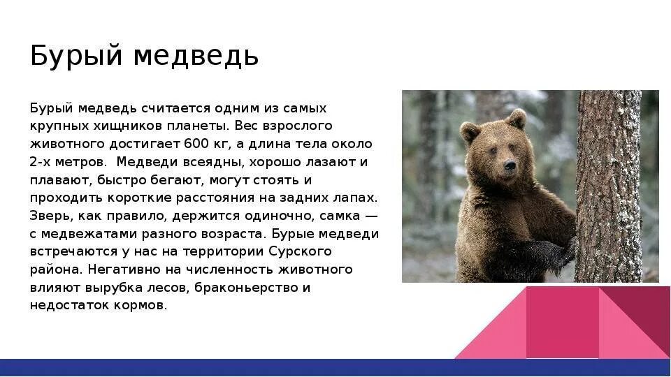 Краткое содержание мишка. Бурый медведь красная книга краткое описание 3 класс. бурый медведь краткое описание 4 класс. медведь красная книга.