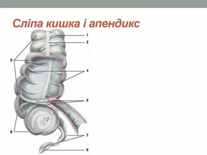 Слепая кишка человека