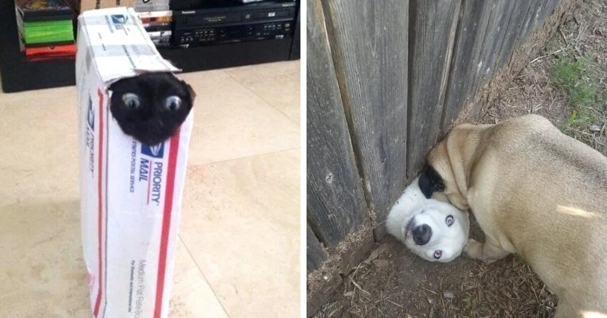 Смешные животные 2022. Зависть у животных фото. Глупая собака. Смешные животные 2022. Дом на зависть всем все выпуски.