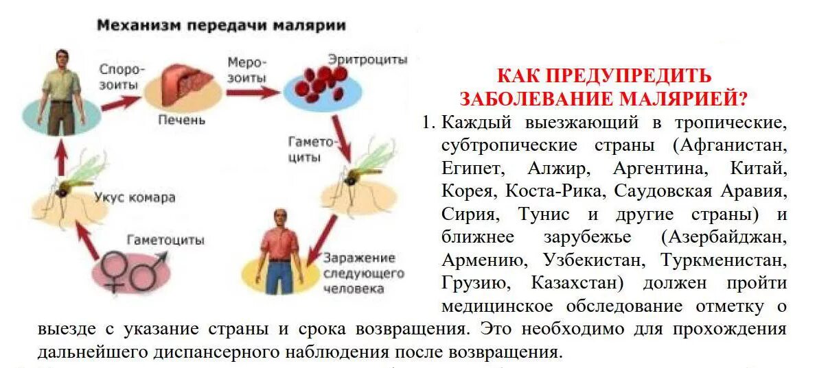 Почему для борьбы с малярией. Малярийный плазмодий заболевание. Малярийный плазмодий клинические проявления. Механизм заражения малярией. Малярийный плазмодий профилактика заболевания.