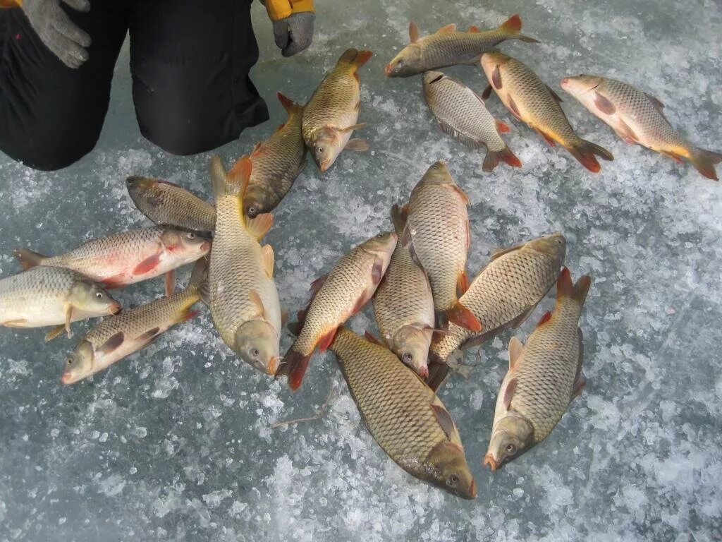 Рыбаки костаная и области. На что клюёт рыба сейчас. Ловим рыбу на Кисегаче. На что клюет рыба весной. Ловится сейчас ловится рыба.