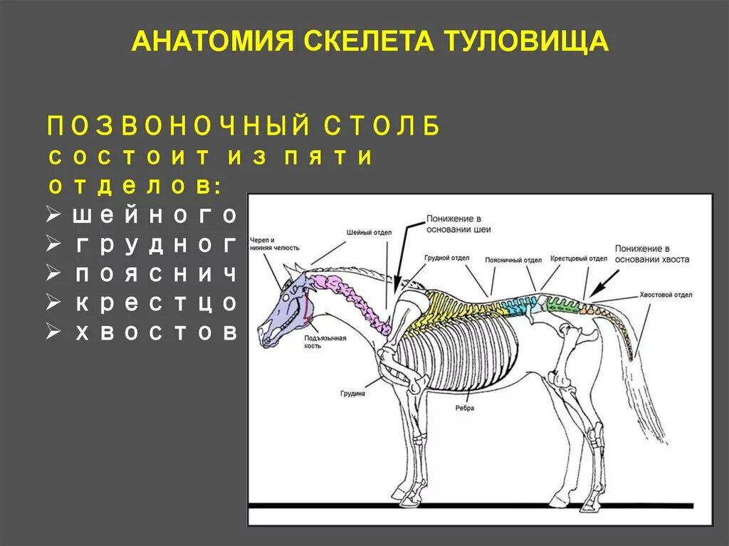 Осевой скелет лошади анатомия. Отделы скелета лошади. Строение лошади. Осевой скелет животного.