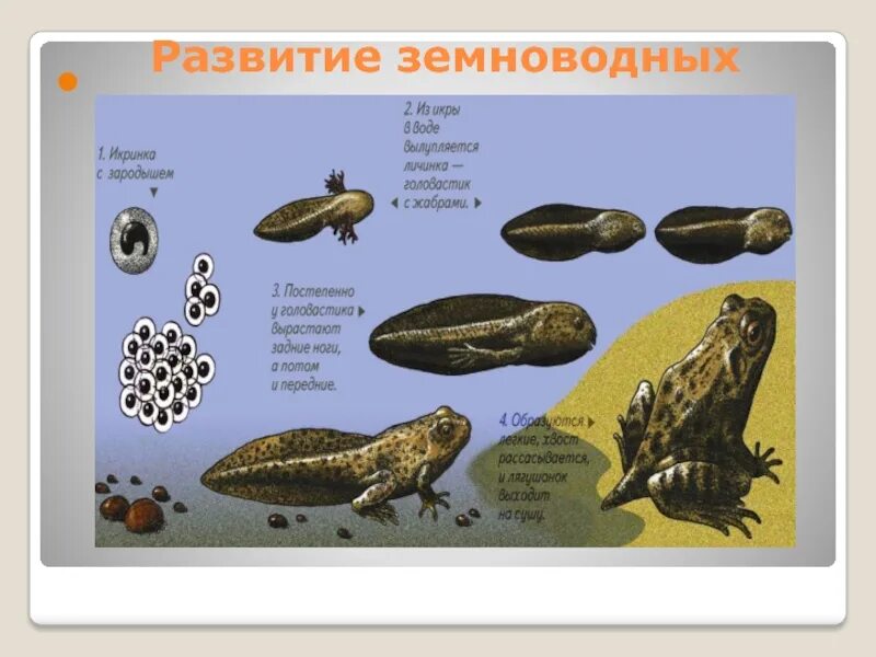Тип развития у земноводных. Развитие земноводных. земноводные эволюция. схема развития земноводных. цикл развития земноводных.