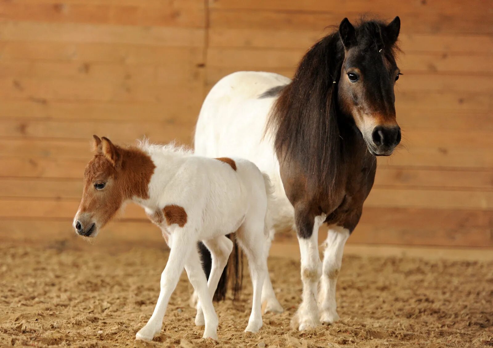 Pony фото. Шетлендский пони с жеребенком. Шетландский пони жеребенок. Жеребенок Фалабелла. Жеребенок шотландского пони.