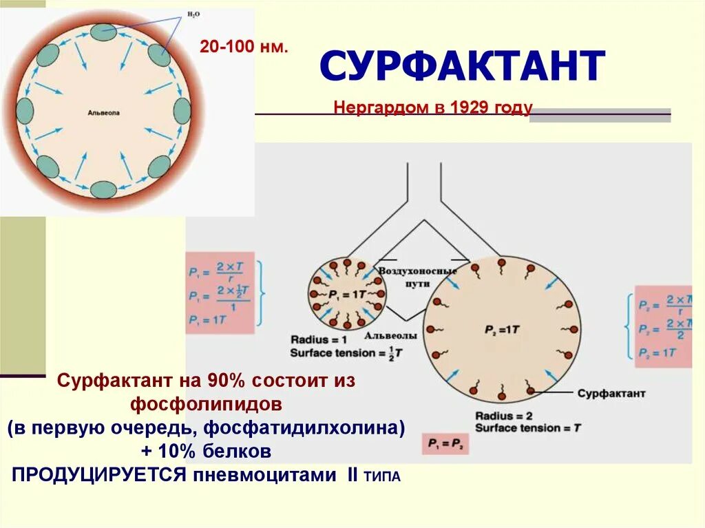 Сульфактант. Сурфактант альвеол легких. Строение альвеол сурфактант. Сурфактант вырабатывают клетки. Строение сурфактанта легких.