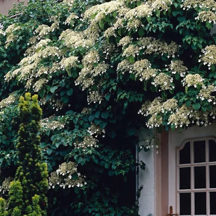 Гортензия черешковая Винтер Сюрпрайз (Hydrangea petiolaris Winter Surprise) купи