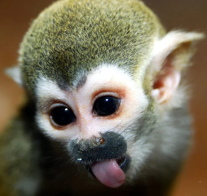 Экзотические животные. Самая красивая обезьяна. Милые экзотические животные. Милые обезьяны.