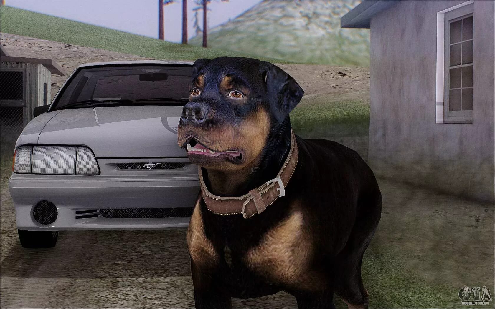 Собака из гта 5. Grand theft auto 5 чоп. Гта 5 собака. Собака из гта 5. Чоп гта 5.