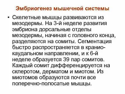 Костно мышечное развитие