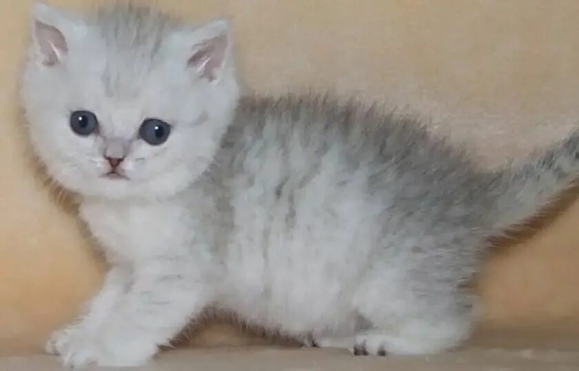 Шиншилла котята характер