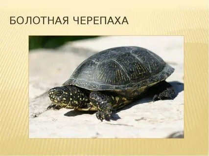 Международная красная книга животных черепаха