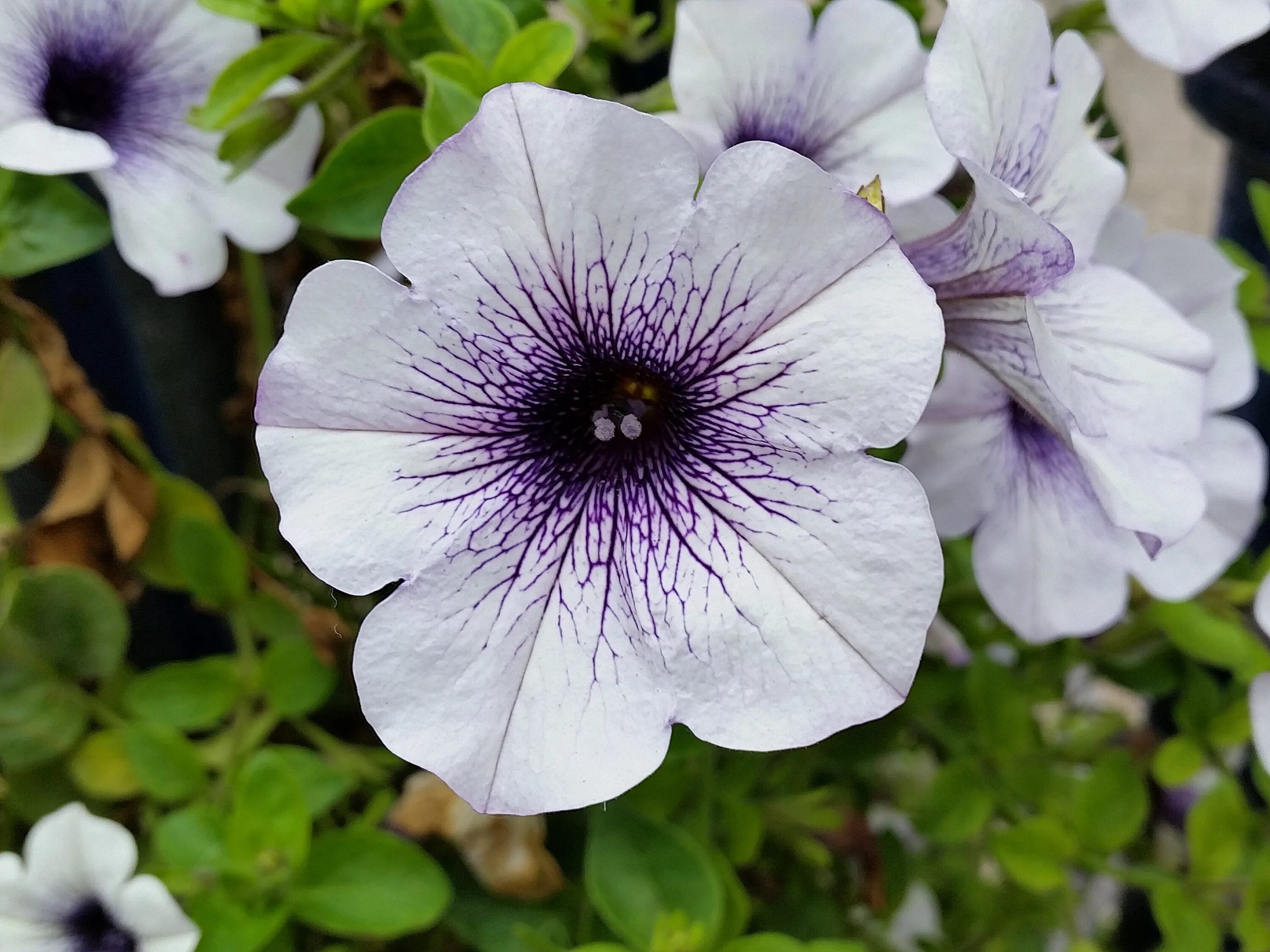 Петуния гибридная (Petunia hybrida). Петуния Альдерман. Петуния Вайт орхид. Гибридный латынь