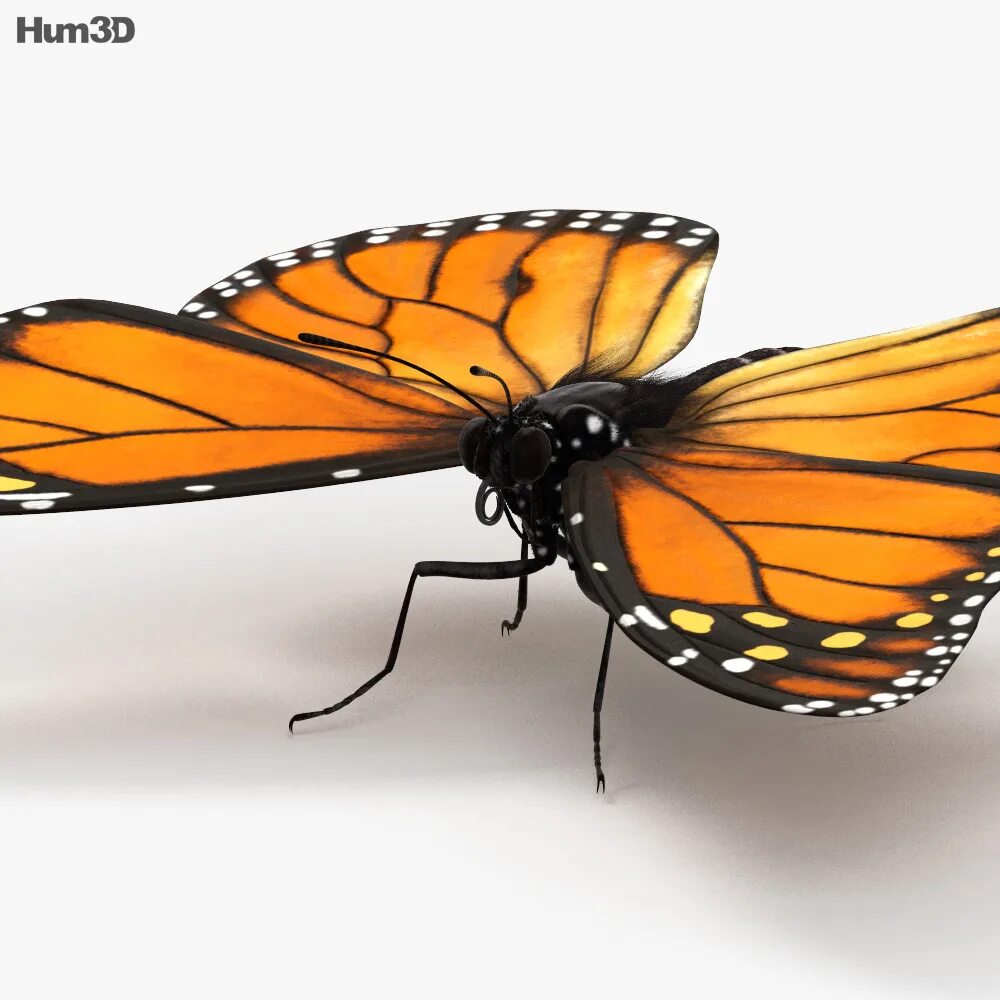 Бабочка 3д модель. Модель бабочки. Бабочка 3д. Моделирование Данаида Монарх.