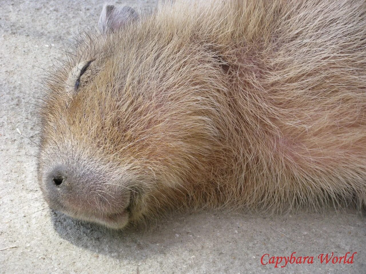 Capybara sleeping on a couch is dreaming. - YouTube