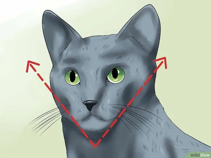 Морда кота эскиз. Строение морды кошки. Ориентальная кошка стандарт породы. Треугольная форма головы у кошек. Строение головы кота.