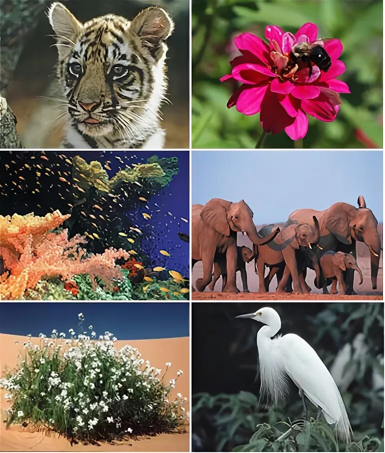 Количество видового разнообразия. Биоразнообразие. Уменьшение биоразнообразия. Биологическое разнообразие. Сокращение видового биоразнообразия.