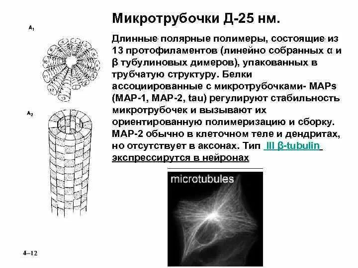 Процесс формирования микротрубочек. Микротрубочки выполняю следующие функции. микротрубочки в клетке выполняют функции. строение микротрубочек. полярные микротрубочки.