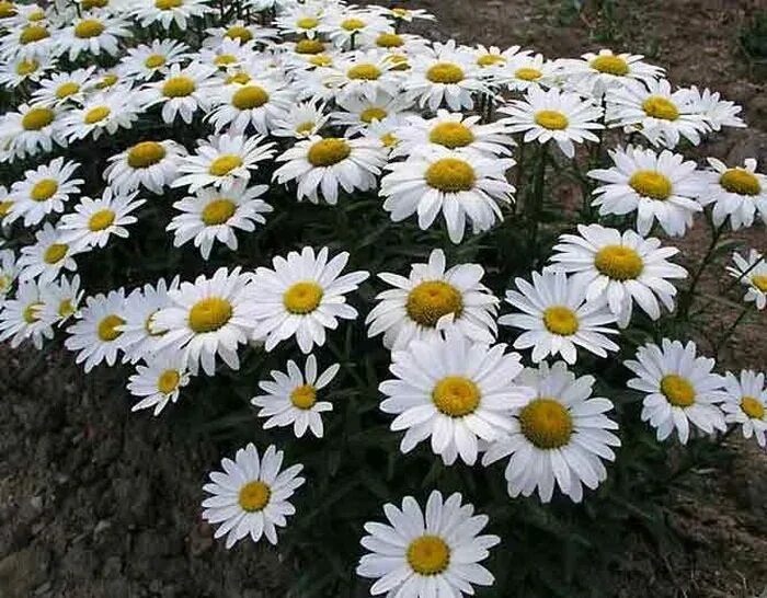 All About Shasta Daisies Shasta daisies, White flower farm, Pollinator garden
