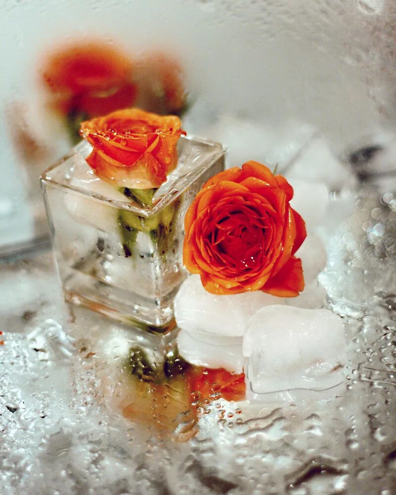 розы со льдом. цветы во льду подарок. Filcom ледяная роза. сердце во льду. роза во льду.