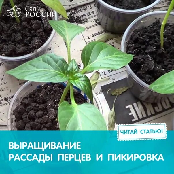 Можно углублять рассаду перцев. Пикировка перца на рассаду. Можно ли заглублять рассаду перца. Заглубление перца при пикировке. Как сажать перцы при пикировке.