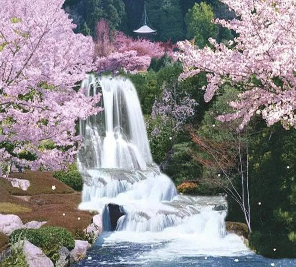 Сакура вода. Водопад в Японии. Красивые водопады. Красивый водопад в Японии. Сакура и водопад.