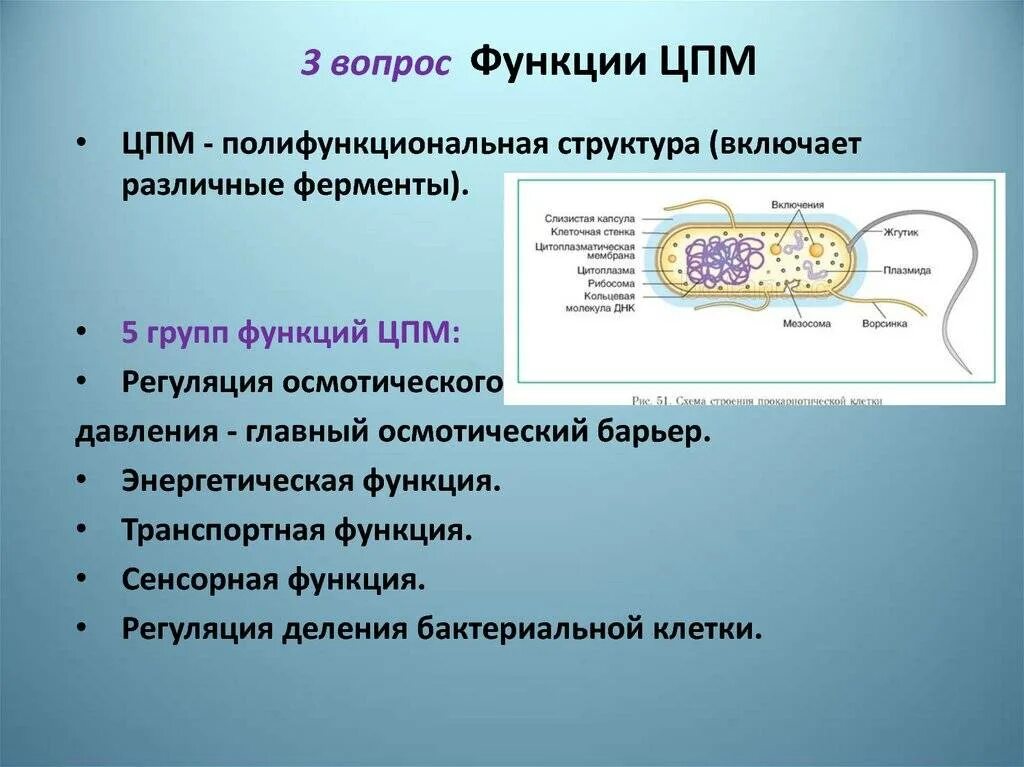 Функции ЦПМ бактериальной клетки. Цитоплазматическая мембрана бактерий. ЦПМ строение и функции. Функции ЦПМ. Бактерия строение функции