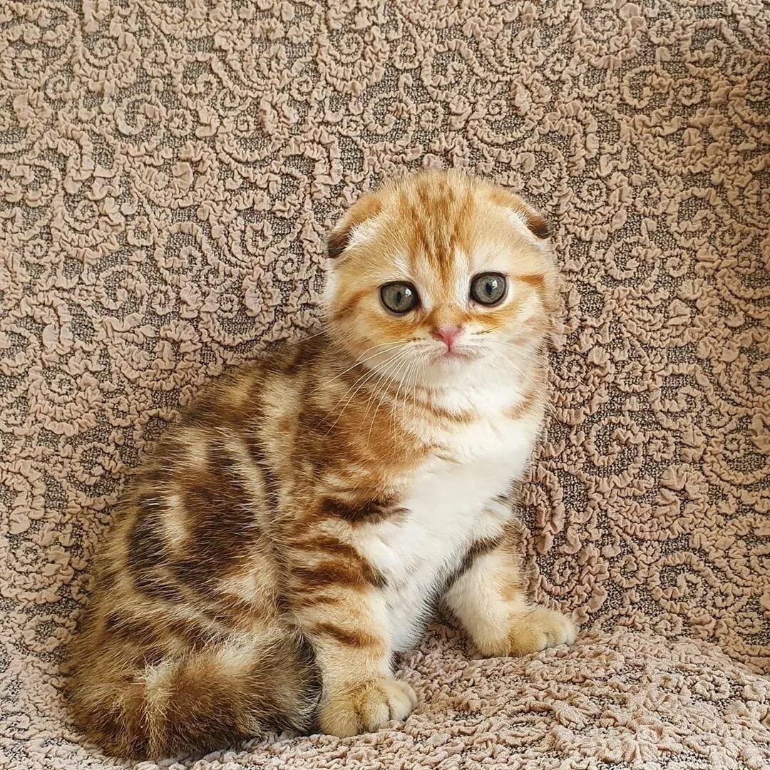 Какой у него кот