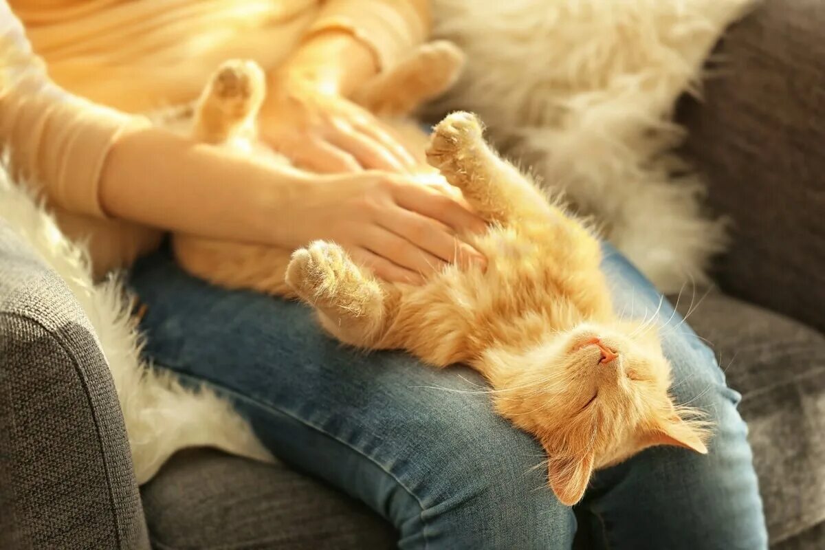 Кошка топчется передними лапами. Рыжий котенок на руках. Рыжая кошка на коленях. Кот лежит на коленях. Кошка на руках.