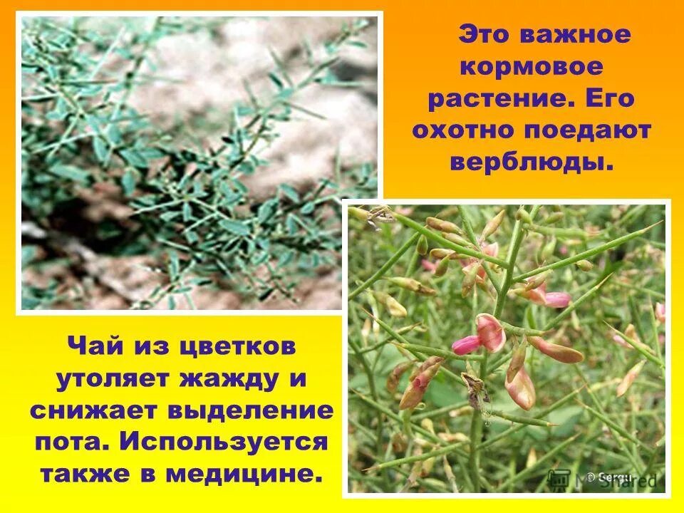 Колючее растение для верблюдов. Верблюд ест колючки. Верблюд. Кактусы которые едят в марокко. Какое колючее растение охотно поедают верблюды.