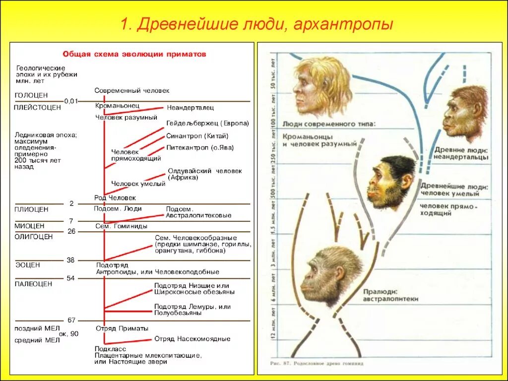 Этапы развития древнего человека. Схема развития человечества. Общая схема эволюции человека. Предки человека схема.