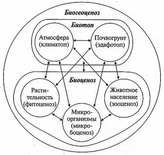Схема биогеоценоза