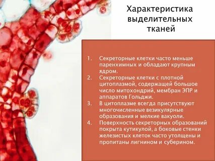 Защитные секреторные функции выполняют какие ткани