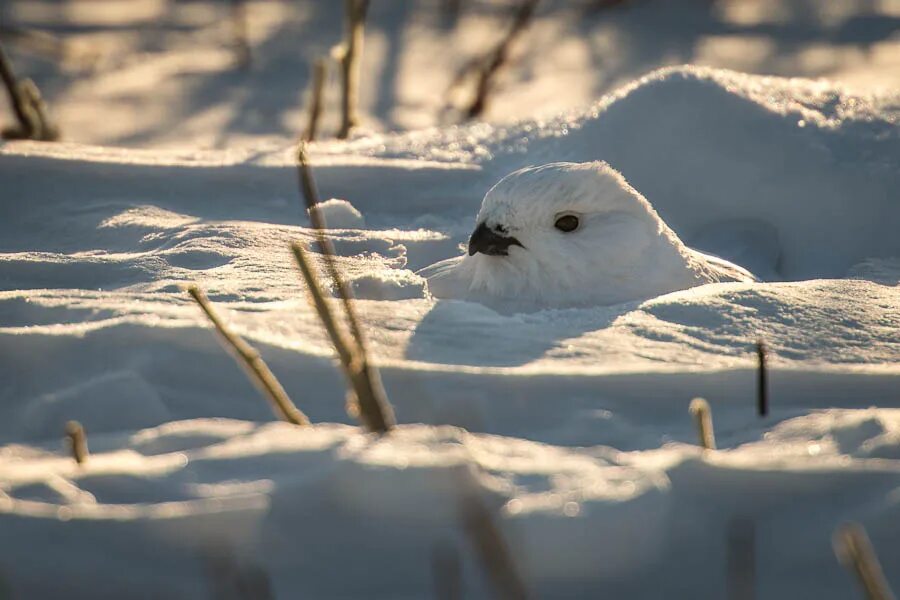белая куропатка зимой. куропатки под снегом. пришвин птицы под снегом. куропатки под снегом. птицы под снегом.