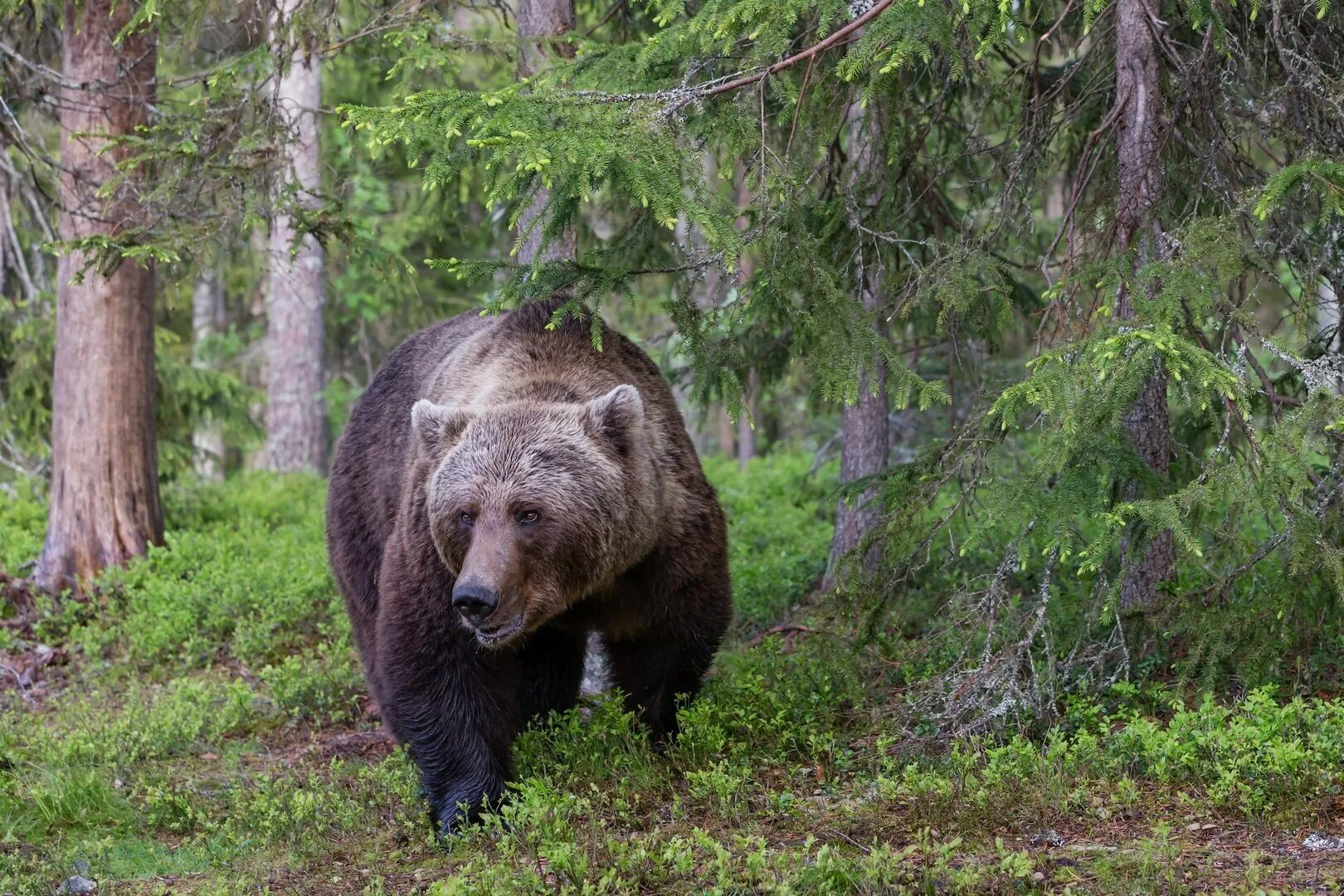 Жизнь медведей в лесу. Бурый медведь в Карелии. Бурый медведь Сихотэ Алинь. Бурый медведь в тайге. Животные тайги бурый медведь.