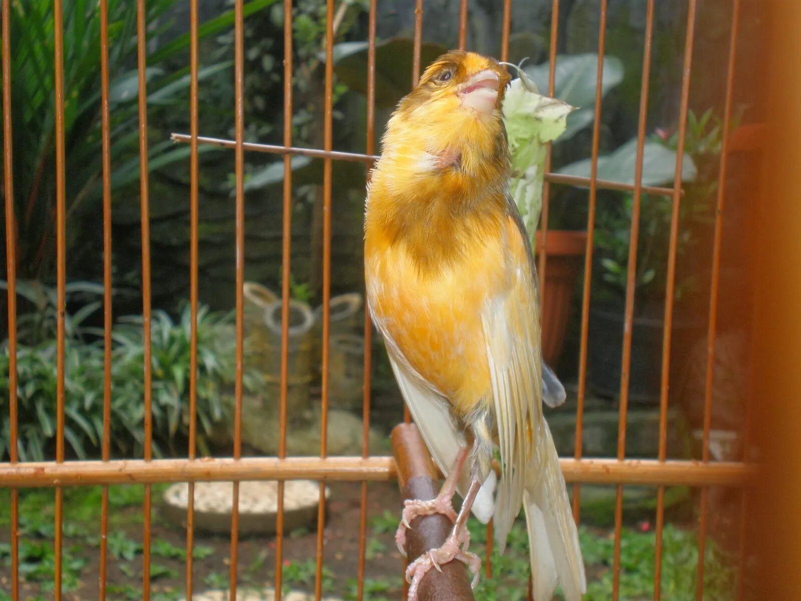 Слушать пение кенара самца. Китайский Соловей Leiothrix lutea. Канарейка певчая. Горбатая канарейка. Кенар.