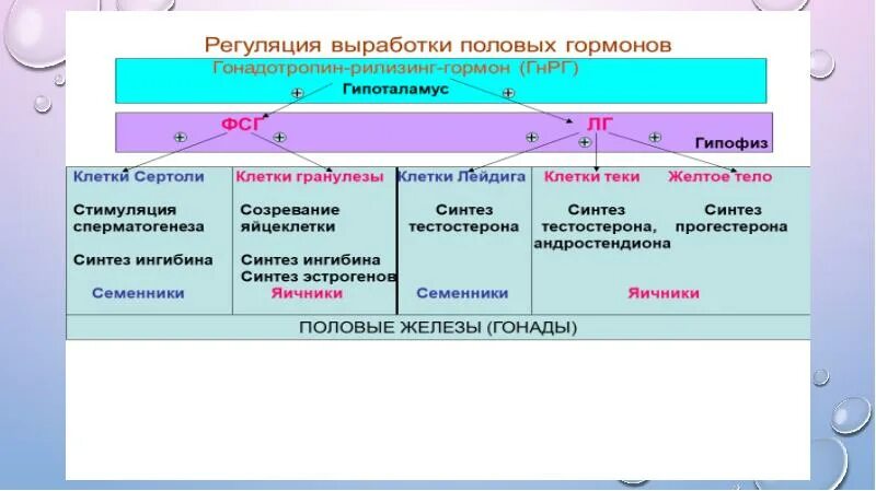 Выработка женских половых гормонов. Классификация женских половых гормонов. Половые гормоны презентация. Классификация препаратов женских половых гормонов. Регуляция половых гормонов.