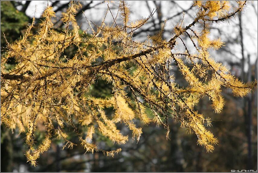 Лиственница желтеет осенью или нет. Лиственница желтеет. Лиственница европейская осень. Уральская лиственница осенняя. Аким лиственница.