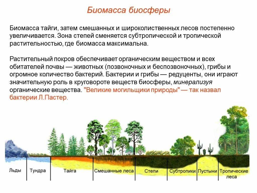 Как распределяется биомасса в пределах биосферы