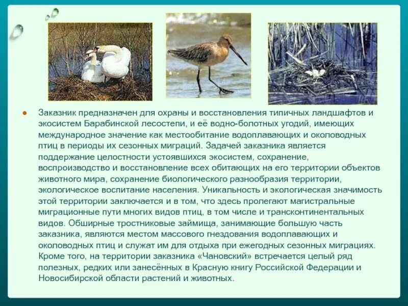 Охрана животных новосибирск. Природные заповедники новосибирска. Охрана животных новосибирск. Охрана животных новосибирск. Охрана животных новосибирск.