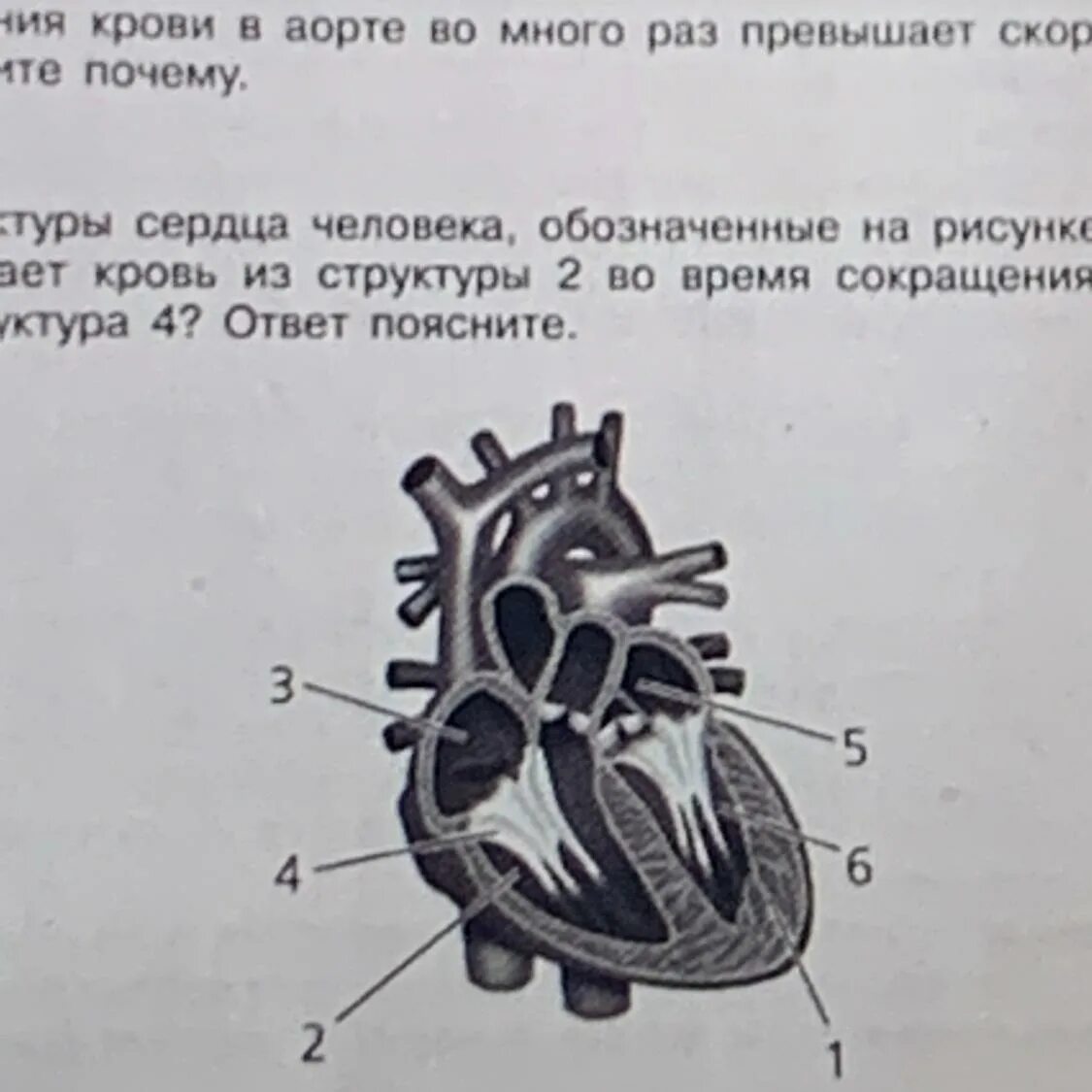 Какая структура сердца человека изображена на рисунке. Строение камер сердца. Структуры сердца человека рисунок. Строение сердца схема. Отделы сердца и сосуды.